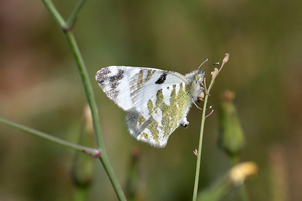 Gestreept marmerwitje